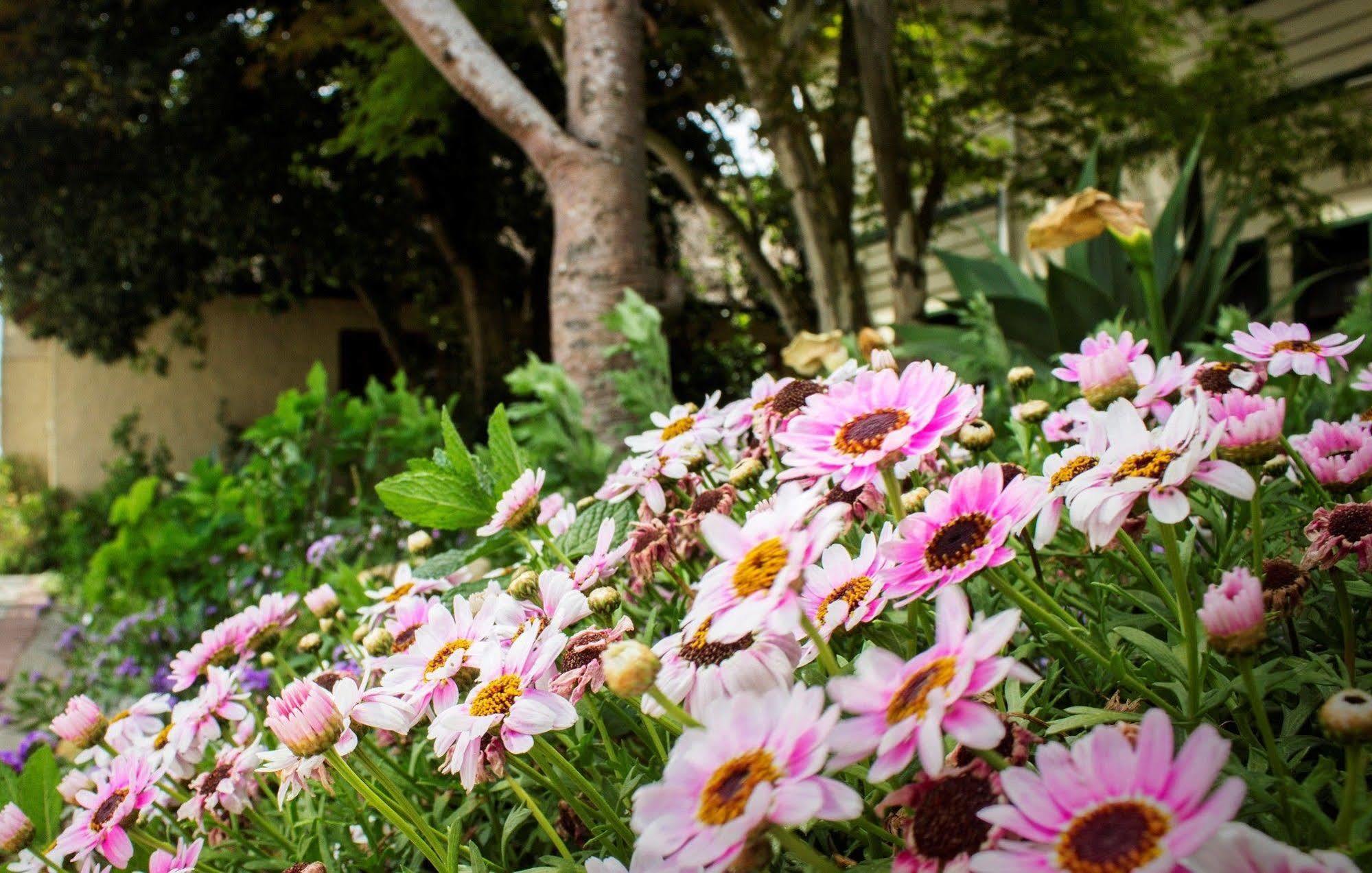 Victoria And Alfred Guest House Port Elizabeth Bagian luar foto